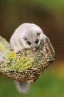 Plch velký (Glis glis) – Miroslav Hlavko / Shutterstock
