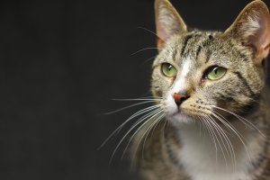 Sinusové chlupy neboli hmatové vousy na hlavě kočky domácí (Felis catus) – Djomas / Shutterstock