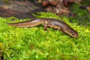Čolek obecný (Triturus vulgaris, Lissotriton vulgaris) – Mario Saccomano / Shutterstock