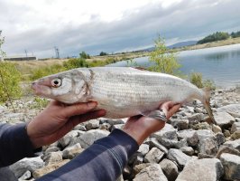 Síh maréna (Coregonus maraena) – Michaela Holubova / Shutterstock