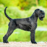 Knírač – Rita_Kochmarjova / Shutterstock