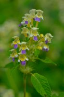 Konopice sličná (Galeopsis speciosa) – Karin Jaehne / Shutterstock