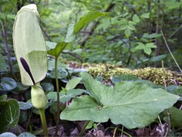 Árón plamatý (Arum maculatum) – Bildagentur Zoonar GmbH / Shutterstock