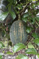 Telfairia occidentalis, detail rostliny s listy a plody – Catursari / Shutterstock