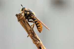 Roupec žlutý (Laphria flava) – Eileeen Kumpf / Shutterstock