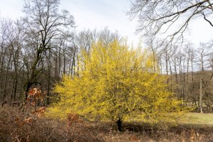 Dřín jarní (Cornus mas) v květu – Stefan Rotter / Shutterstock
