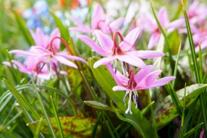 Kandík psí zub (Erythronium dens-canis) – mizy / Shutterstock