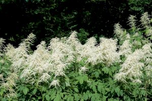 Udatna lesní – OlgaOtto / Shutterstock