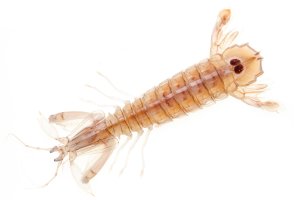 Strašek kudlankový (Squilla mantis) – Adriano Frisanco / Shutterstock