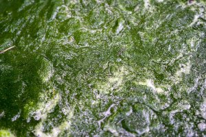 Zelená řasa z rodu Stigeoclonium – Fajar Tri Amboro / Shutterstock