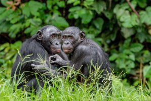 Vyšší primáti šimpanzi bonobo (Pan paniscus) – Sergey Uryadnikov / Shutterstock