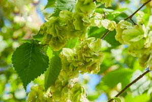 Jilm habrolistý (Ulmus minor) – krolya25 / Shutterstock