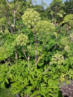 Andělika lékařská (Angelica archangelica) – Manfred Ruckszio / Shutterstock