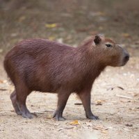 Kapybara (Hydrochoerus hydrochaeris) – Dirk M. de Boer / Shutterstock