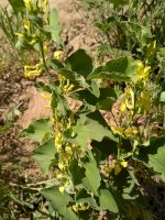 Podražec křovištní (Aristolochia clematitis) – Iryna Loginova / Shutterstock