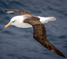 Albatros černobrvý (Black-browed albatross) – Anton Rodionov / Shutterstock