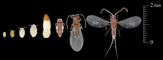 Červec manový, vývojová stádia (Trabutina mannipara) – Protasova AN / Shutterstock