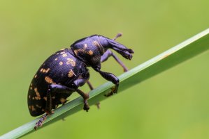 Klikoroh devětsilový (Liparus glabrirostris) – Marek R. Swadzba / Shutterstock