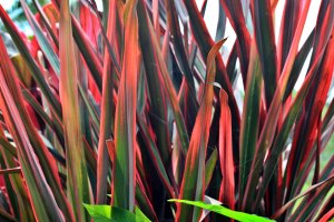 Červeně panašované listy rodu Cordyline – rohmanman / Shutterstock