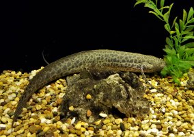 Bahník habešský (Protopterus aethiopicus) – Arunee Rodloy / Shutterstock