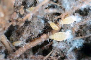 Cizopasná dutilka Pemphigus fuscicornis na kořenu řepy – Tomasz Klejdysz / Shutterstock