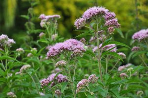 Sadec konopáč (Eupatorium cannabinum) – Orest lyzhechka / Shutterstock