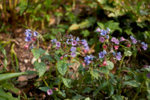 Plicník lékařský (Pulmonaria officinalis) – simona pavan / Shutterstock