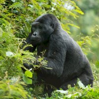 Gorila (Gorilla gorilla) – imageBROKER.com / Shutterstock