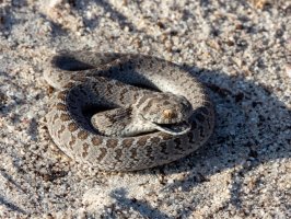 Vejcožrout africký (Dasypeltis scabra) – Willem Van Zyl / Shutterstock