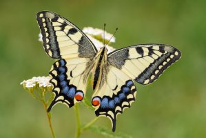 Otakárek fenyklový (Papilio machaon) – David Havel / Shutterstock