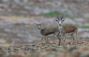 Džejran (Gazella subgutturosa) – yabaninizinde / Shutterstock