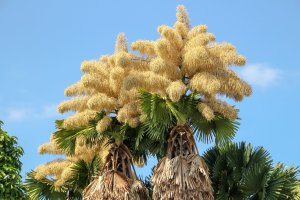 Kvetoucí palma talipot (Corypha umbraculifera), Rio de Janeiro, Brazílie – Bruno Martins Imagens / Shutterstock