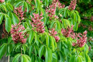 Jírovec pávie (Aesculus pavia) – Mueller / Shutterstock