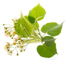 Lípa srdčitá (Tilia cordata) – Kuttelvaserova Stuchelova / Shutterstock