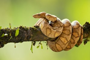 Psohlavec kroužkovaný (Corallus annulatus) – Milan Zygmunt / Shutterstock