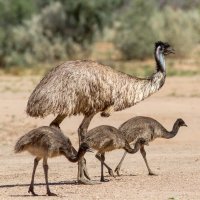 Emu hnědý, též emu australský (Dromaius novaehollandiae) – Ken Griffiths / Shutterstock