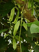 Kanaválie (Canavalia ensiformis) – Danisha Putra Akka / Shutterstock