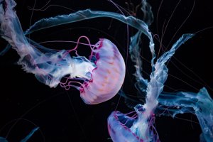 Medůza – gtlv / Shutterstock