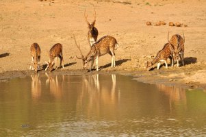 Sambar skvrnitý (Rusa alfredi) – Charles F. Gibson / Shutterstock