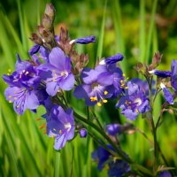 Jirnice (Polemonium coeruleum) – Anatoliy Berislavskiy / Shuttesrtock