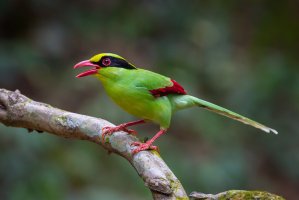 Kraska zelenavá (Cissa chinensis), Thajsko – kajornyot wildlife photography / Shutterstock