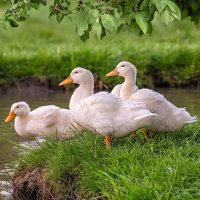 Kachna domácí (Anas platyrhynchos f. domestica) – Maria Moroz / Shutterstock