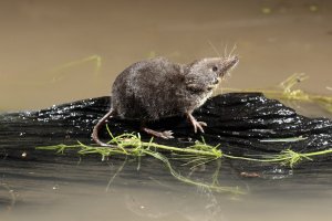 Rejsek vodní (Neomys fodiens) – Erni / Shutterstock