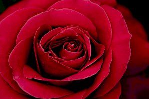 Detail květu růže – v2osk / Unsplash