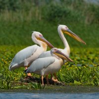 Pelikán bílý (Pelecanus onocrotalus) – Iliuta goean / Shutterstock
