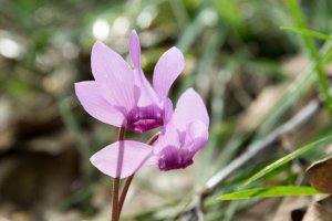 Brambořík nachový (Cyclamen purpurascens) – Profimedia.cz