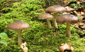 Štítovka jelení (Pluteus cervinus) – Zuzanae / Shutterstock