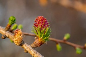 Modřín opadavý (Larix decidua), nezralá šiška – Ihor Hvozdetskyi / Shutterstock