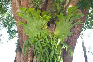 Parožnatka pyšná (Platycerium superbum) z čeledi osladičovité, rostoucí na kmeni stromu – Marie Shark / Shutterstock