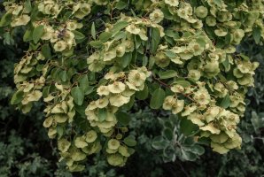 Trnovec Kristův (Paliurus spina-christi) – Nick Pecker / Shutterstock